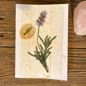 Tarjeta de felicitación con flores prensadas, flores, plantas. Lavanda con las típicas flores violetas. Tarjeta para cada ocasión. tarjeta de cumpleaños