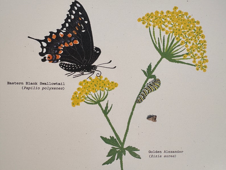 Op de afbeelding: Illustratie van een oostelijke zwarte swallowtail-vlinder (Papilio polyxenes) met zwarte vleugels en oranje en witte markeringen, die op een gele bloem zit. Een groene rups met zwarte strepen zit op een andere gele bloem. De tekst "Golden Alexander (Zizia aurea)" staat onder de rups.