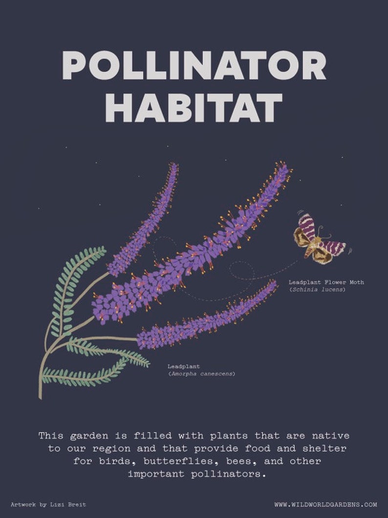 Peut inclure: Une plante &agrave; fleurs violettes appel&eacute;e Leadplant (Amorpha canescens) avec un papillon Leadplant Flower Moth (Schinia lucens) dessus. Le texte "POLLINATOR HABITAT" est en haut de l'image. Le texte "This garden is filled with plants that are native to our region and that provide food and shelter for birds, butterflies, bees, and other important pollinators." est en bas de l'image.