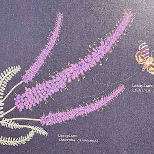 Peut inclure: Fleurs de leadplant violettes avec des feuilles vertes et un papillon de nuit de la fleur de leadplant brun et blanc (Schinia lucens) sur un fond violet fonc&eacute;. Le texte "Leadplant (Amorpha canescens)" et "Leadplant Flower Moth (Schinia lucens)" est &eacute;galement inclus.