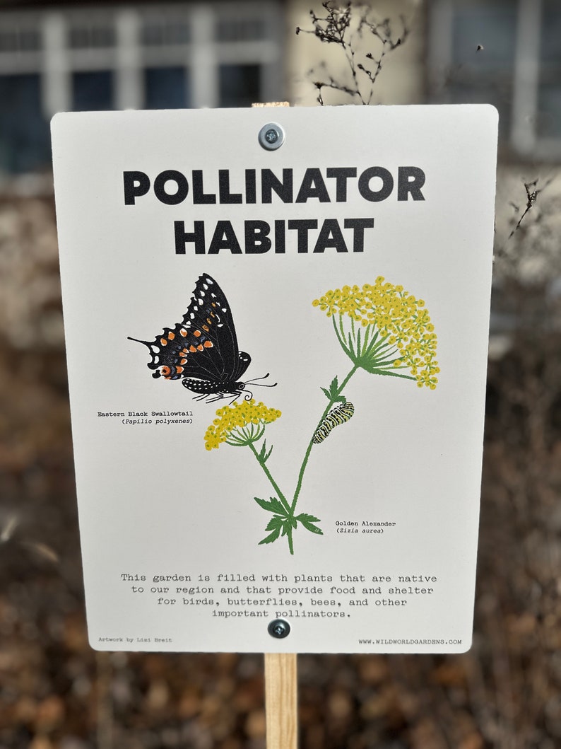 Op de afbeelding: Een wit bord met zwarte tekst dat "Pollinator Habitat" zegt. Het bord toont illustraties van een zwarte swallowtail-vlinder en een gouden alexander-bloem. De tekst vermeldt ook dat de tuin is gevuld met planten die inheems zijn in de regio en voedsel en beschutting bieden voor vogels, vlinders, bijen en andere belangrijke bestuivers.