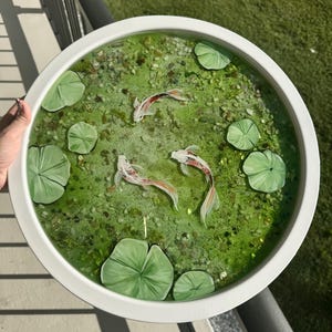 Op de afbeelding: Een ronde, witgerande decoratie met een vijver. De vijver is gevuld met groen water, kleine steentjes en verschillende waterlelies. Drie koi-karpers met rood-witte markeringen zwemmen in het water.