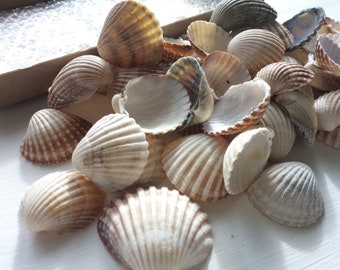 Large Sea Shells - Mixed Cockle Beach Shells for Coastal Decor and Crafting - Sizes: 20mm-50mm