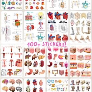 May include: A set of 100+ colorful anatomical stickers featuring illustrations of the human body's systems, organs, and cells. The stickers include images of the heart, brain, digestive system, skeletal system, and more. The text "100+ STICKERS!" is printed in pink on a white background.