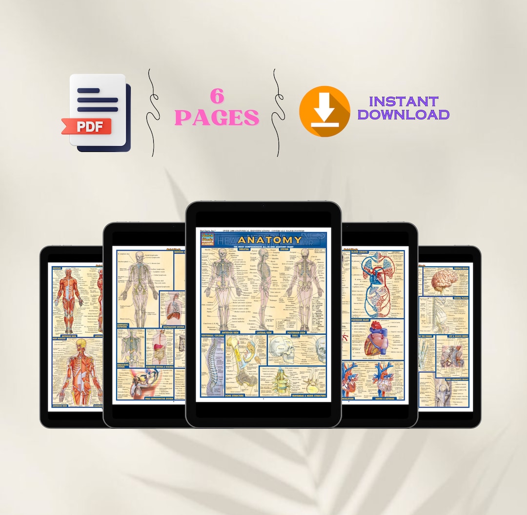 Human Anatomy Quick Study Guide Chart Nursing School Notes Printable ...