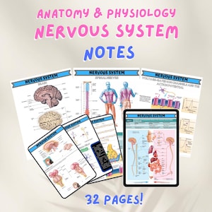 Anatomy & Physiology Nervous System Notes Nursing School Printable Visual Aid Nursing Study Guide Essential Nursing Notes NCLEX Reviewer