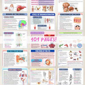 May include: A colorful chart with illustrations of the human body, including the bones of the skull, the levels of organization, the functions of the skin, the functions of the ear, the functions of the eye, the endocrine system, common injuries and conditions, types of bones, and the structure of long bones. The chart also includes text about the different systems of the body.