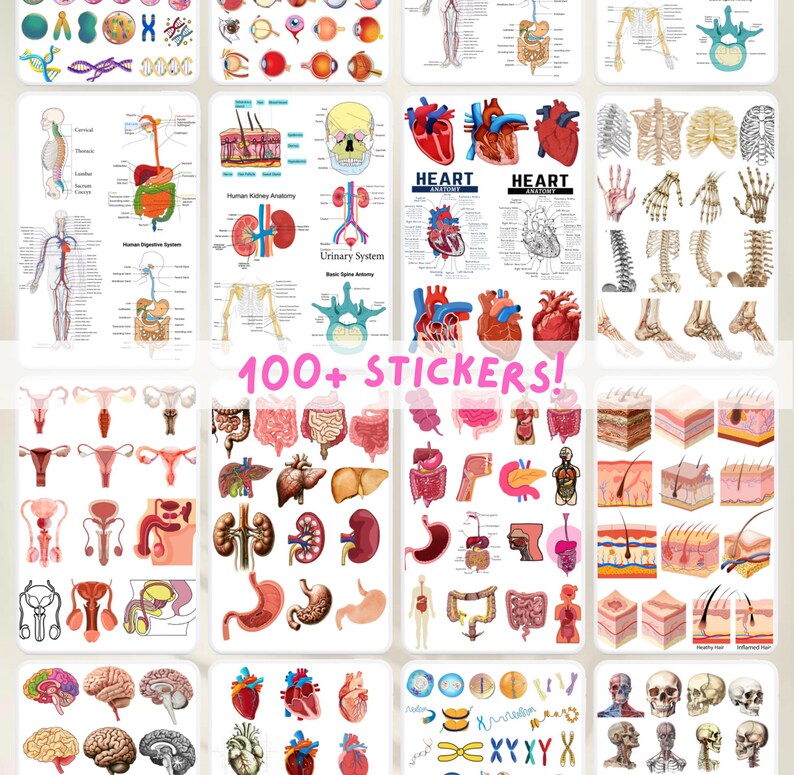 Anatomy & Biology Stickers: Human Body Illustrations (digital Stickers ...