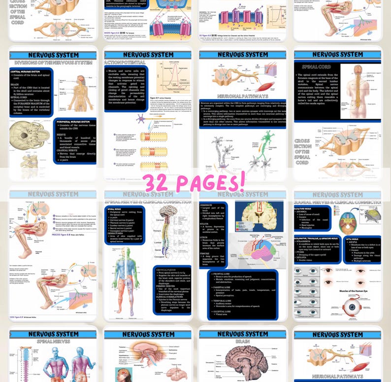 Nervous System Notes | Anatomy & Physiology Study Guide for Nursing and ...