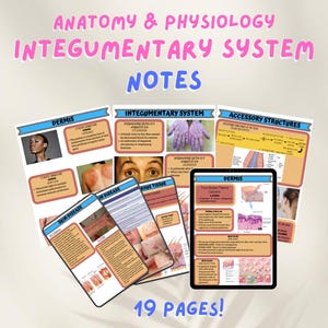 Integumentary System Study Guide: Anatomy & Physiology Notes (Digital Download)