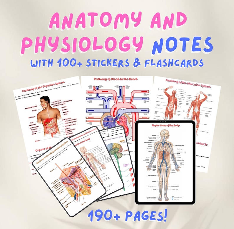 May include: A set of anatomy and physiology notes with over 190 pages, featuring colorful illustrations of the digestive, circulatory, and muscular systems. The notes include 100+ stickers and flashcards.