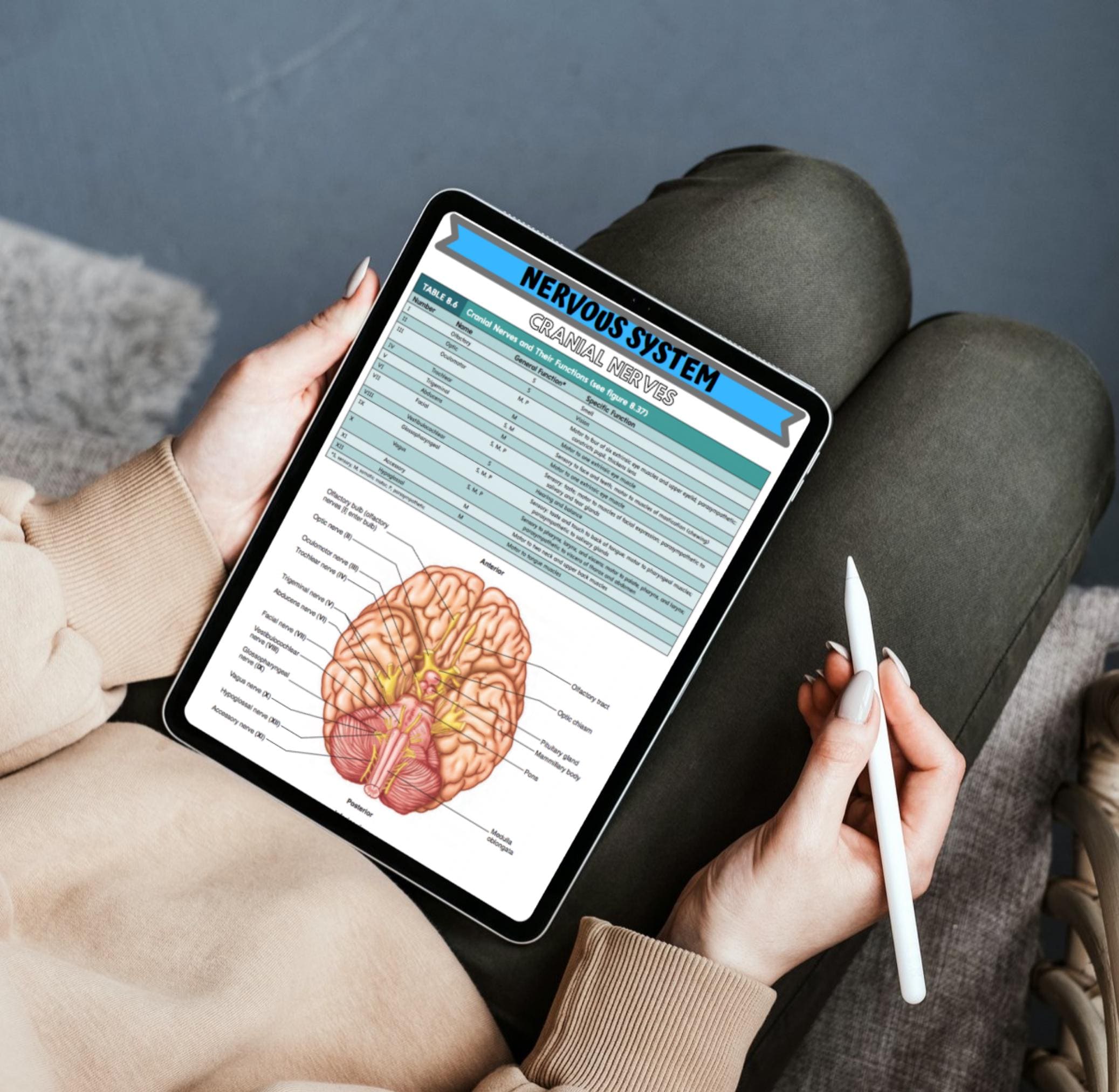 Nervous System Notes | Anatomy & Physiology Study Guide for Nursing and ...