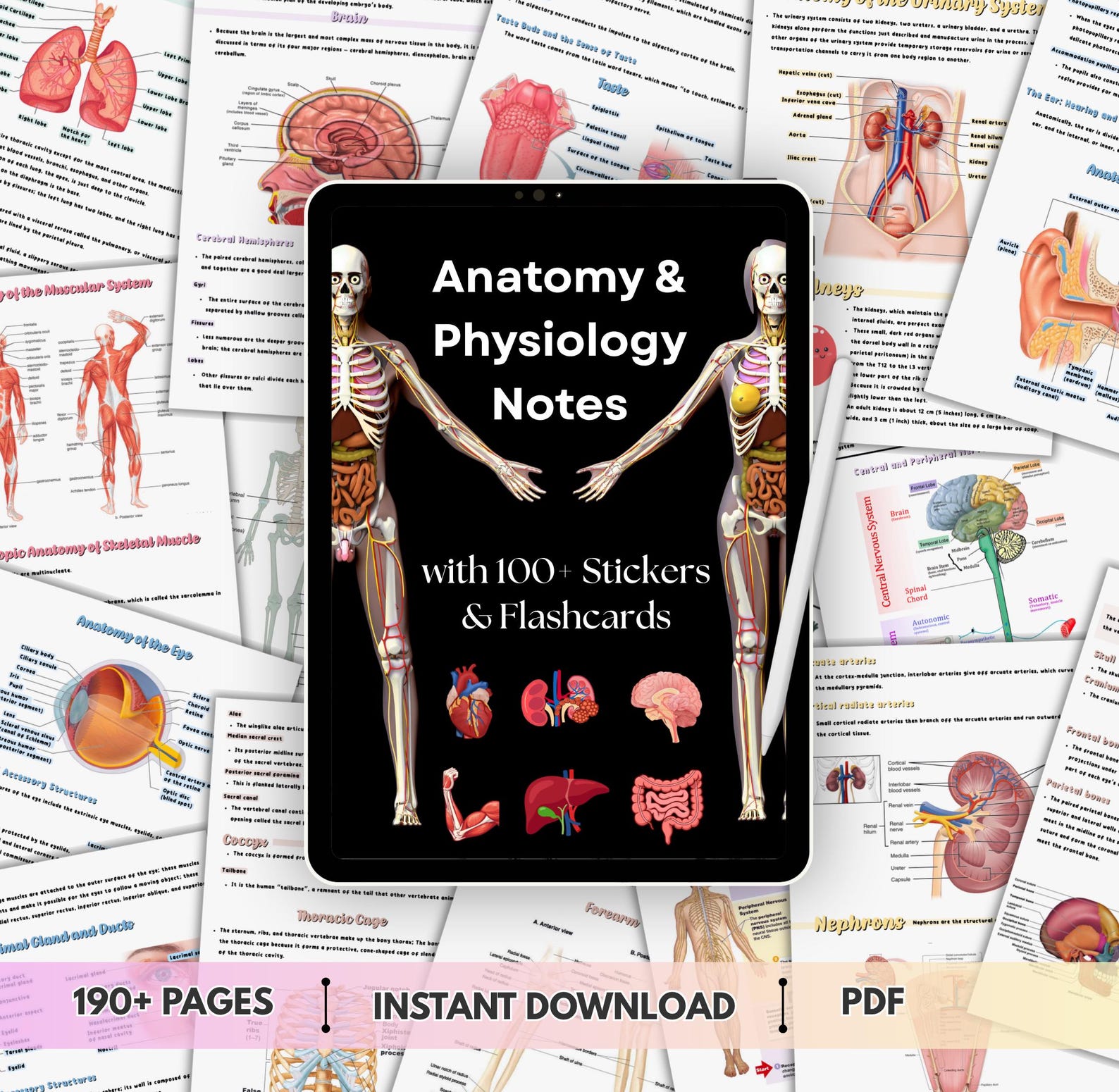 Anatomy & Physiology Notes | Medical Study Guide for Nursing and Med ...