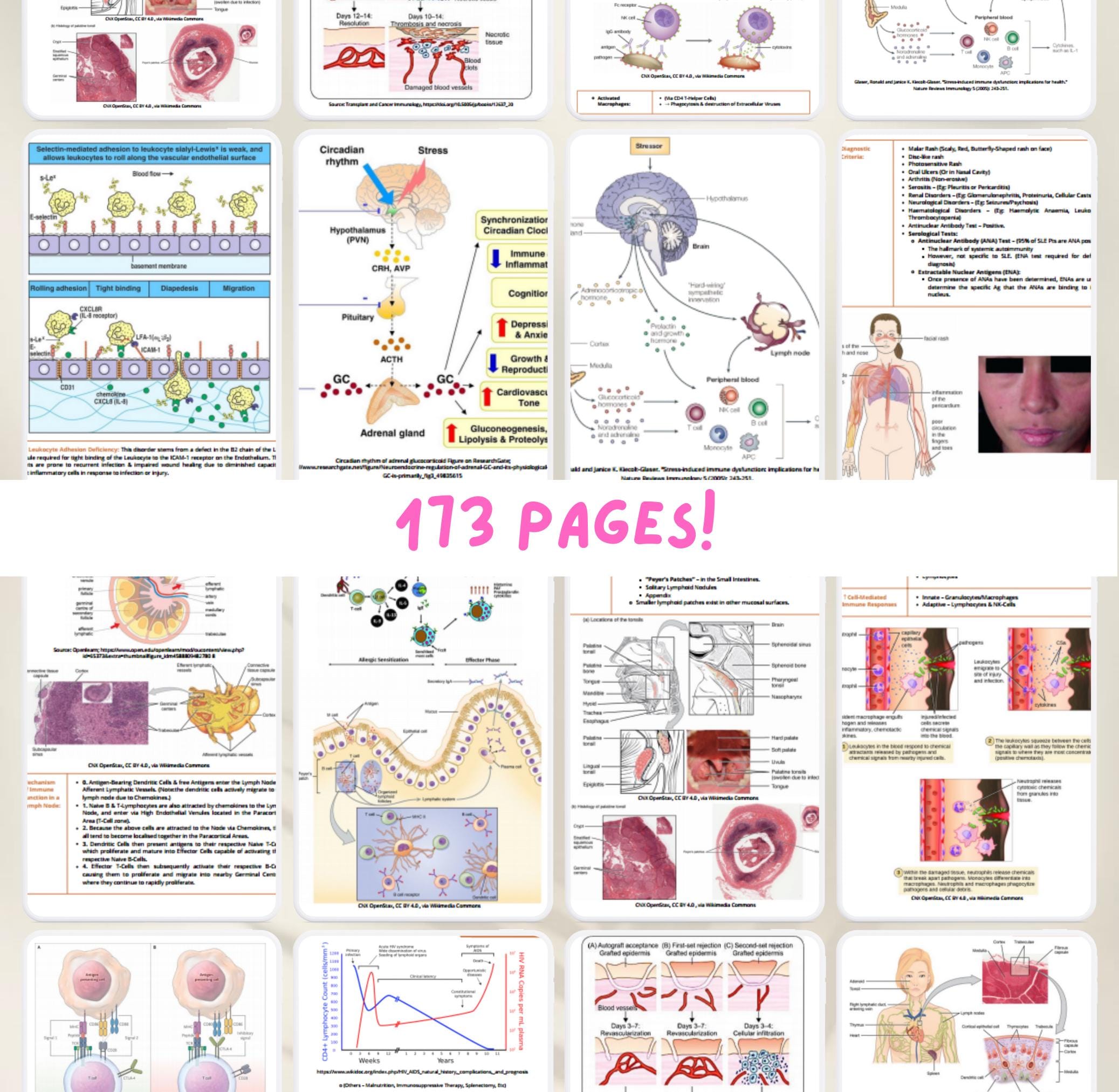 Immunology and Rheumatology Notes - Comprehensive Study Guide for ...