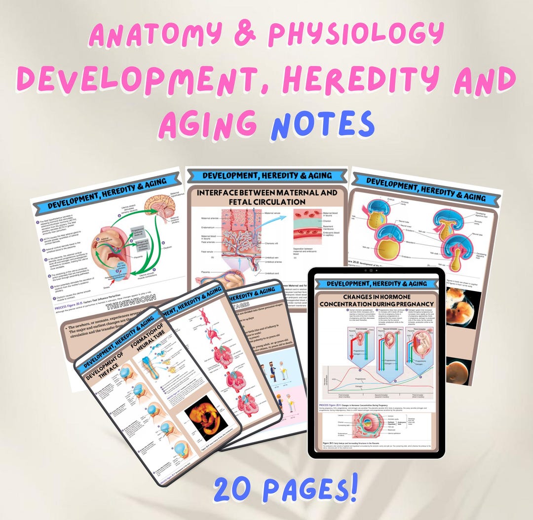 Anatomy & Physiology Notes | Development, Heredity and Aging Study ...
