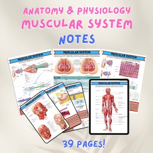 Anatomy & Physiology Muscular System Nursing School Printable Visual Aid Nursing Study Guide Essential Nursing Notes NCLEX Reviewer