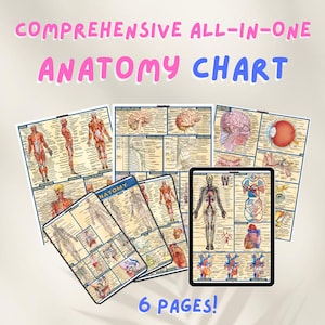May include: A comprehensive anatomy chart with six pages, featuring detailed illustrations of the human body's muscular, skeletal, nervous, and circulatory systems. The chart is printed on high-quality paper and includes labels for all major anatomical structures.