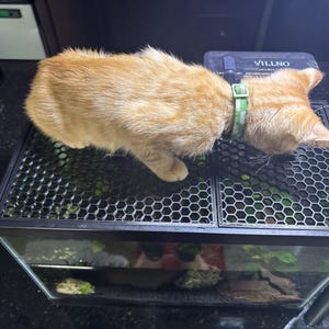 May include: An orange tabby cat wearing a green and white collar, perched atop a small aquarium. The aquarium is filled with green plants and rocks. The cat is looking down into the aquarium. The aquarium has a black metal mesh top.