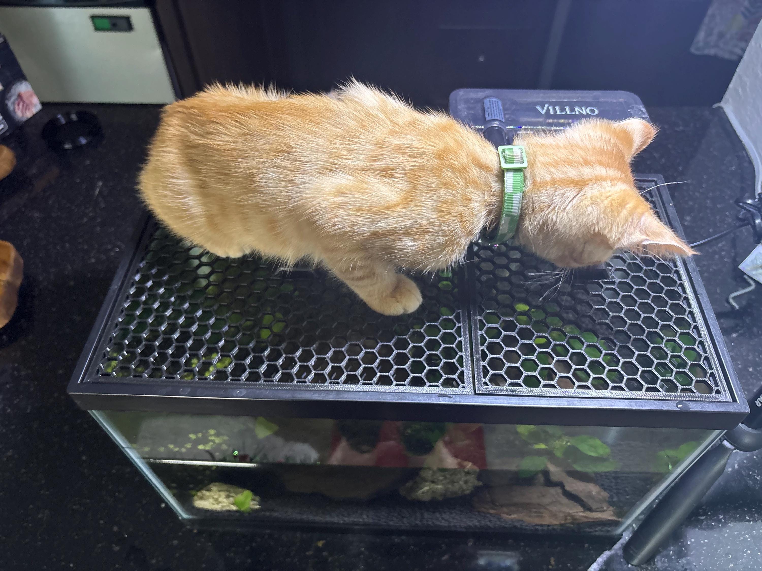 水槽のメッシュ状のフタに乗る茶色い猫