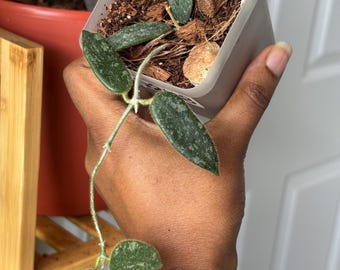 Extremely Rare HOYA 'NOONA' PINK / Live Plant Arrival Guarantee