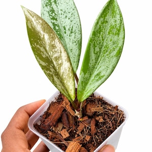 Hoya Pubicalyx Pink Silver Ghost 3” pot