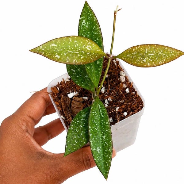 Hoya Rosita Splash  3” Pot