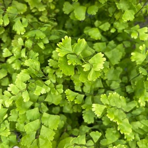 Maidenhair Fern 5” pot