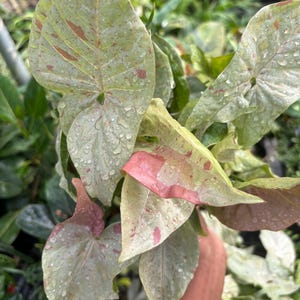 Syngonium Milk Confetti 5” pot