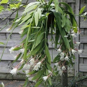 Epiphyllium Pumilum Basket 5” white flower