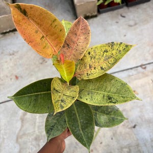 Ficus Shiverana 5” pot