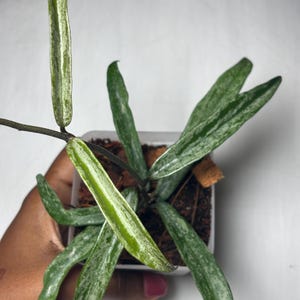Hoya Minibelle Splash| High Splash 3” pot