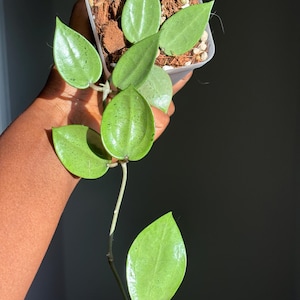 ホヤ　Hoya Veillata Silver Heart サクララン 原種 ホヤ ヴェルシラータ シルバーハート サクララン 鉢花 吊鉢