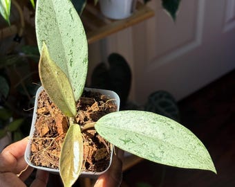 US Seller- RARE Hoya Pubicalyx Albomarginata Outer Variegated