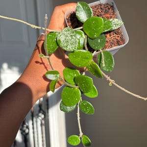 Hoya Mathilde Splash  3” pot