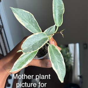Hoya Archboldiana Albomarginata - Etsy