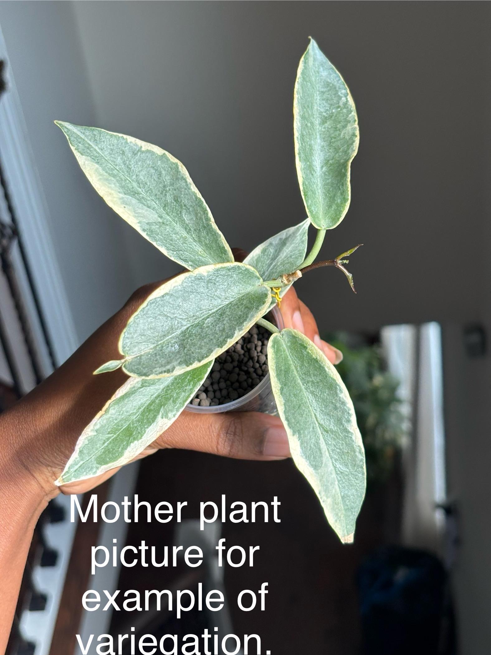 レア　ホヤ　Hoya archboldiana albomarginata美株 Hoya Archboldiana Albomarginata - Etsy