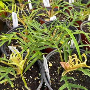 Philodendron Tortum|Starter Plant  5” pot