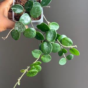 Hoya Mathilde Splash Reverted  3” pot