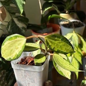 Hoya Macrophylla Pot of Gold 3” pot