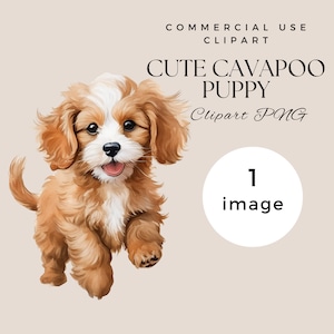 May include: A cute brown and white cavapoo puppy with a happy expression, walking towards the camera. The puppy has a white patch on its forehead and white paws. The background is a light brown color.