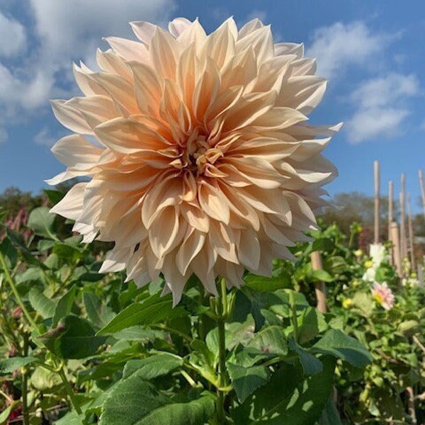 1 "Cafe au Lait" Dahlia Tuber Preorder for April deliveryFREE Mystery tuber with order