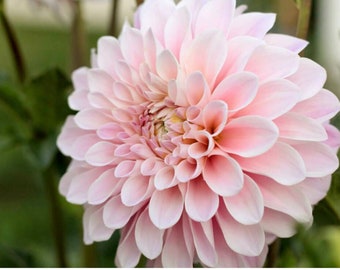 1 "Sweet Nathalie" Dahlia Tuber * Preorder for April DeliveryFREE Mystery tuber with order