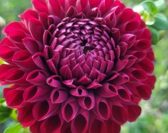 1 "Cornel" Dahlia Tuber Preorder for April deliveryFREE Mystery tuber with order