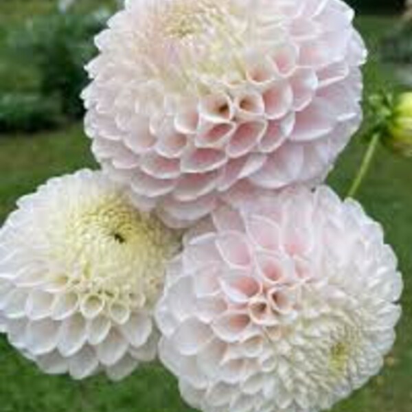 1 "Pink Pearl" Dahlia Tuber Preorder for April deliveryFREE Mystery tuber with order