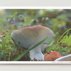 Carte de voeux champignon - carte d'art à encadrer « Russula » - toutes les occasions - carte vierge - série Forager