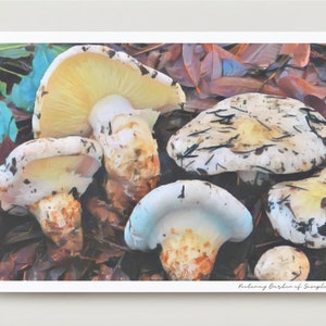Kiefer (Matsutake) Pilz Umweltfreundliche Grußkarte - Framable Art Karte - Jede Gelegenheit - Blanko Karte - Forager Serie