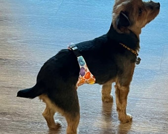 Small dog cheap belly band