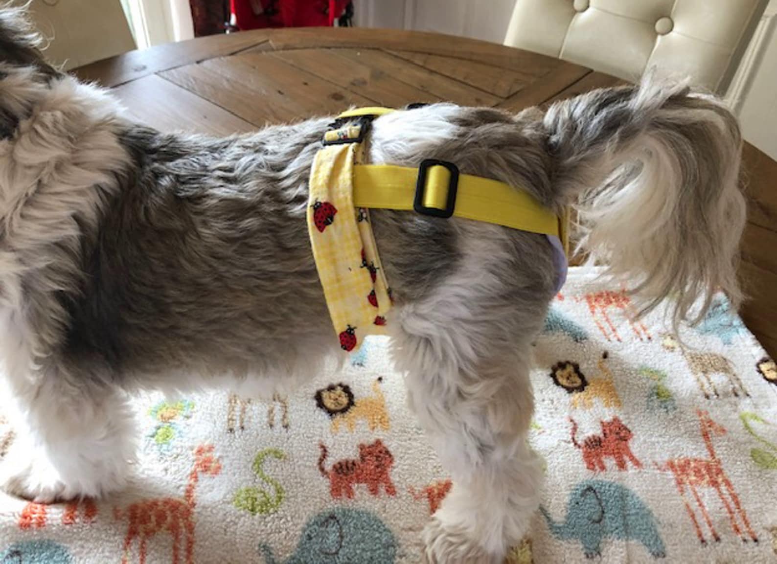 Female Dog Belly Band Belly Band Wraps Senior Dogs Potty Etsy