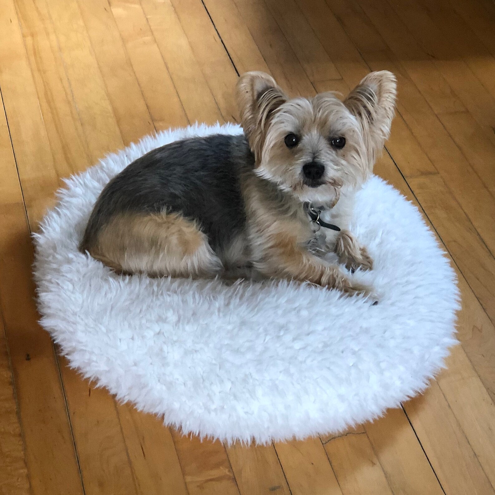 The Ultimate Buckwheat Hull Pet Bed removable outer cover Etsy