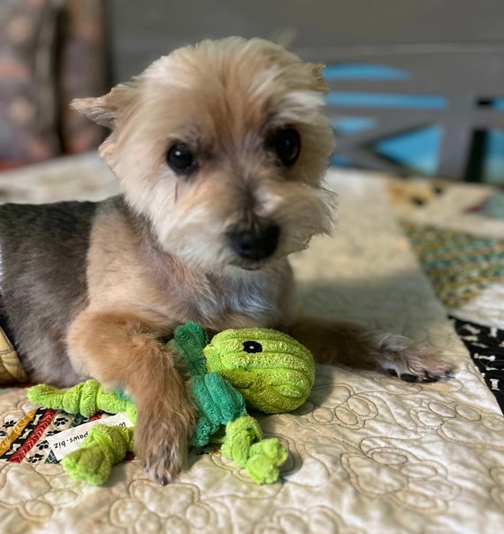 Hopper Winged Grasshopper Corduroy Squeaker Dog Toy Etsy